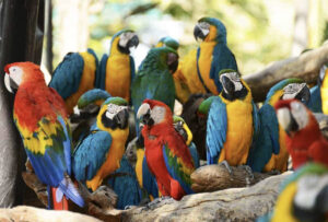 parrots for sale, african grey parrot for sale, parrot for sale, parrots for sale near me, parrots for sale uk, african grey parrots for sale, parrot for sale near me, parrot for sale uk, parrot cages for sale, alexandrine parrot for sale, macaw parrot for sale, parrots for sale in uk, talking parrots for sale, amazon parrot for sale, ringneck parrot for sale, talking parrot for sale, parrots for sale london, african grey parrot for sale uk, parrot cage for sale, parrots for sale scotland, quaker parrot for sale, african grey parrot for sale near me, baby parrots for sale, grey african parrots for sale, indian ringneck parrot for sale, parrots for sale birmingham, parrots for sale glasgow, senegal parrot for sale, african gray parrot for sale, amazon parrots for sale, parrots for sale liverpool, cage parrot for sale, eclectus parrot for sale, grey parrot for sale, parrot cages for sale near me, parrot eggs for sale uk, parrot for sale london, parrots for sale manchester, african grey parrots for sale near me, conure parrot for sale, parrot african grey for sale, parrot for sale in uk, parrots for sale bradford, parrots for sale nottingham, pet parrot for sale, quaker parrots for sale, ring neck parrot for sale, african grey parrot for sale scotland, african parrot for sale, baby african grey parrot for sale uk,macaw parrot for sale, macaw parrots for sale, macaws parrots for sale, macaw parrots for sale near me, baby macaw parrots for sale, macaw parrot for sale near me, macaws and parrots for sale., parrot macaw for sale, blue macaw parrot for sale, hyacinth macaw parrots for sale, red macaw parrot for sale, blue and gold macaw parrots for sale,
