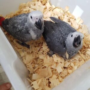african grey parrot for sale, african grey parrots for sale, african grey parrot for sale uk, african grey parrot for sale near me, grey african parrots for sale, african grey parrots for sale near me, parrot african grey for sale, baby african grey parrot for sale uk, cheap african grey parrots for sale near me, african grey parrot cages for sale, african grey parrot for sale glasgow, african grey parrot for sale london, african grey parrot for sale scotland, grey african parrot for sale, african grey parrots for sale uk, baby african grey parrot for sale, african grey baby parrot for sale, african grey parrot for sale manchester, african grey parrot for sale belfast, african grey parrot for sale birmingham, african grey parrots for sale in manchester, baby african grey parrots for sale, baby african grey parrots for sale near me,