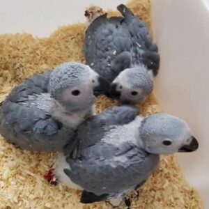 african grey parrot for sale, african grey parrots for sale, african grey parrot for sale uk, african grey parrot for sale near me, grey african parrots for sale, african grey parrots for sale near me, parrot african grey for sale, baby african grey parrot for sale uk, cheap african grey parrots for sale near me, african grey parrot cages for sale, african grey parrot for sale glasgow, african grey parrot for sale london, african grey parrot for sale scotland, grey african parrot for sale, african grey parrots for sale uk, baby african grey parrot for sale, african grey baby parrot for sale, african grey parrot for sale manchester, african grey parrot for sale belfast, african grey parrot for sale birmingham, african grey parrots for sale in manchester, baby african grey parrots for sale, baby african grey parrots for sale near me,