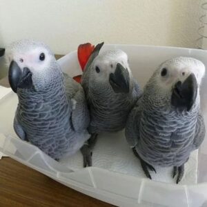 african grey parrot for sale , african grey parrots for sale , african grey parrot for sale uk , african grey parrot for sale near me , grey african parrots for sale , african grey parrots for sale near me , parrot african grey for sale , baby african grey parrot for sale uk , cheap african grey parrots for sale near me , african grey parrot cages for sale , african grey parrot for sale glasgow , african grey parrot for sale london , african grey parrot for sale scotland , grey african parrot for sale , african grey parrots for sale uk , baby african grey parrot for sale , african grey baby parrot for sale , african grey parrot for sale manchester , african grey parrot for sale belfast, african grey parrot for sale birmingham , african grey parrots for sale in manchester , baby african grey parrots for sale , baby african grey parrots for sale near me , 