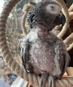 african grey parrot for sale, african grey parrots for sale, african grey for sale, for sale african grey, african grey parrot for sale near me, african grey for sale near me, grey african parrot for sale, african grey for sale $200, african grey parrots for sale near me, african greys for sale, african greys for sale near me, grey african parrots for sale, african grey bird for sale, african grey for sale $500, african grey birds for sale, african grey for sale $500 near me, baby african grey parrot for sale near me, timneh african grey for sale, african grey for sale by owner, african grey for sale miami, congo african grey for sale, african grey babies for sale near me, african grey for sale by owner near me, african grey for sale florida, african grey parrot eggs for sale, baby african grey parrot for sale, african grey for sale craigslist, african grey for sale in miami, african grey parrot for sale at petco, african grey parrot for sale houston, african grey parrot for sale in houston, african grey parrot for sale los angeles, congo african grey parrot for sale, red african grey parrot for sale, african grey babies for sale, african grey birds for sale near me, african grey eggs for sale near me, african grey for sale los angeles, african grey parrot for sale california, african grey parrot for sale ohio, african grey parrot for sale texas, baby african grey for sale, congo african grey for sale near me, talking african grey parrot for sale, african grey baby for sale, african grey baby parrot for sale, african grey congo for sale, african grey eggs for sale, african grey fertile eggs for sale, african grey for sale in california, african grey for sale in florida,