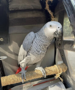 african grey parrot for sale, african grey parrots for sale, african grey for sale, african grey parrot price, african grey parrot for sale uk, african grey parrot for sale near me, grey african parrots for sale, african greys for sale, african grey for sale near me, african grey for sale uk, african grey parrots for sale near me, parrot african grey for sale, baby african grey parrot for sale uk, cheap african grey parrots for sale near me, african grey parrot cages for sale, african grey parrot for sale glasgow, african grey parrot for sale london, african grey parrot for sale scotland, african grey price, grey african parrot for sale, african grey breeders near me, african grey parrots for sale uk, african greys for sale near me, african greys for sale uk, baby african grey for sale, baby african grey parrot for sale, african grey baby parrot for sale, african grey parrot for sale manchester, african grey parrot for sale belfast, african grey parrot for sale birmingham, african grey parrot talk, african grey parrots for sale in manchester, baby african grey for sale near me, baby african grey parrots for sale, baby african grey parrots for sale near me,